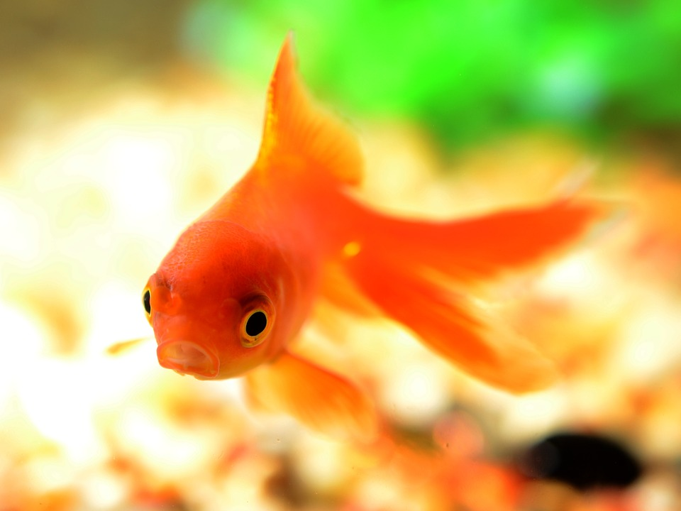 video-content-marketing-goldfish