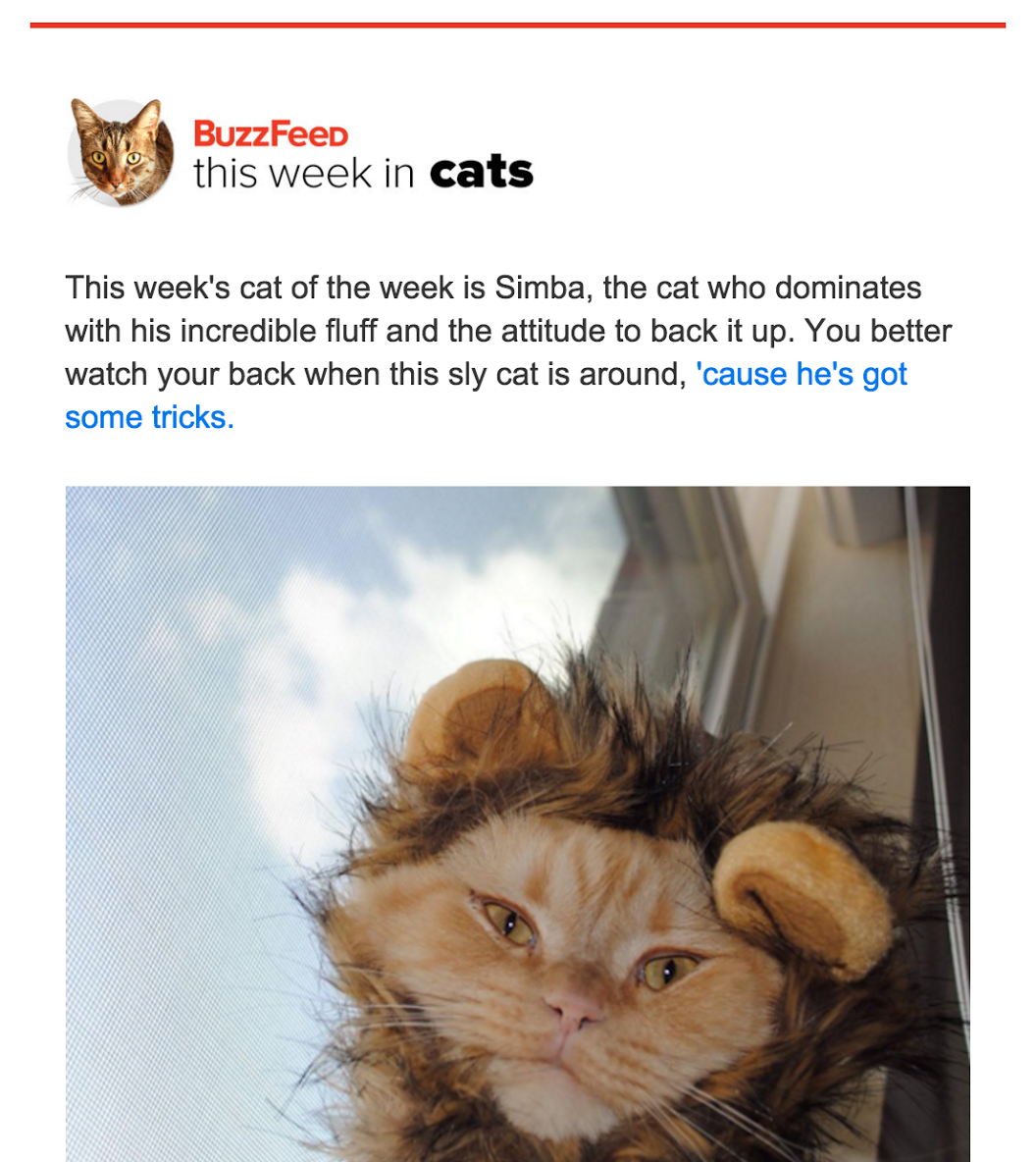 marketing-newsletters-cats