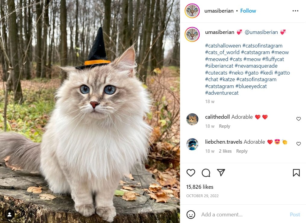 Cats hashtags